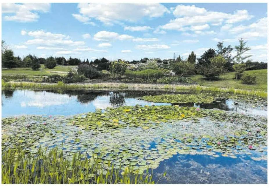 Blick auf die blühenden Seerosen im Findlingspark Nochten. Sie werden ja auch jeden Tag „gegossen“, so die Chefgärtnerin.
