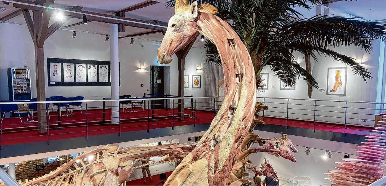 Das Plastinarium in Guben, hier eine Giraffe an einer Palme, hat zur Sonderführung eingeladen.