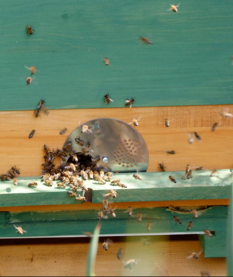 Bienenbeute mit fliegenden Bienen