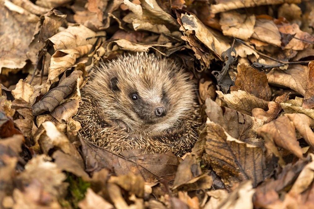 Ein naturnaher Garten bietet zahlreichen Wildtieren – darunter dem Igel – ein sicheres und trockenes Quartier für den Winter.
