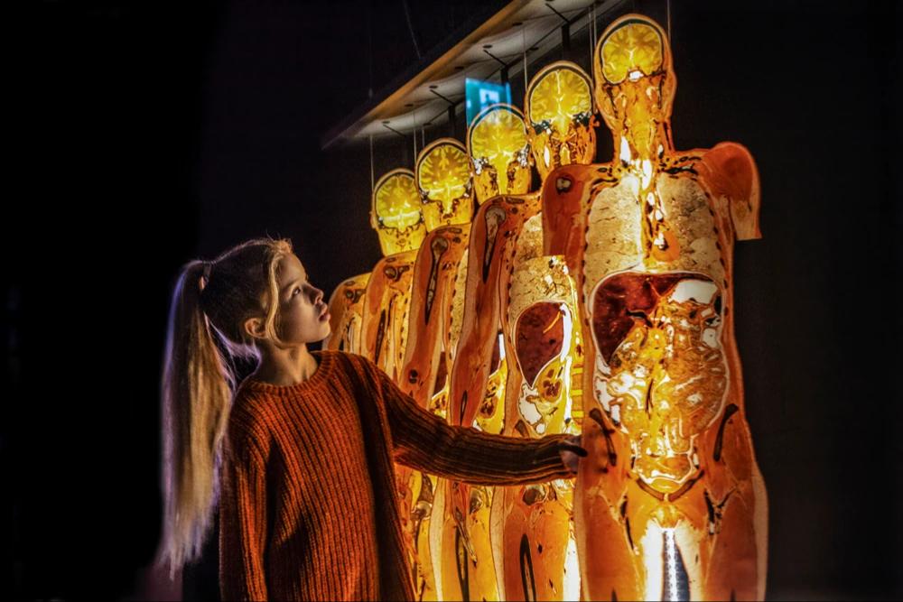 Die Anatomieausstellung im PLASTINARIUM