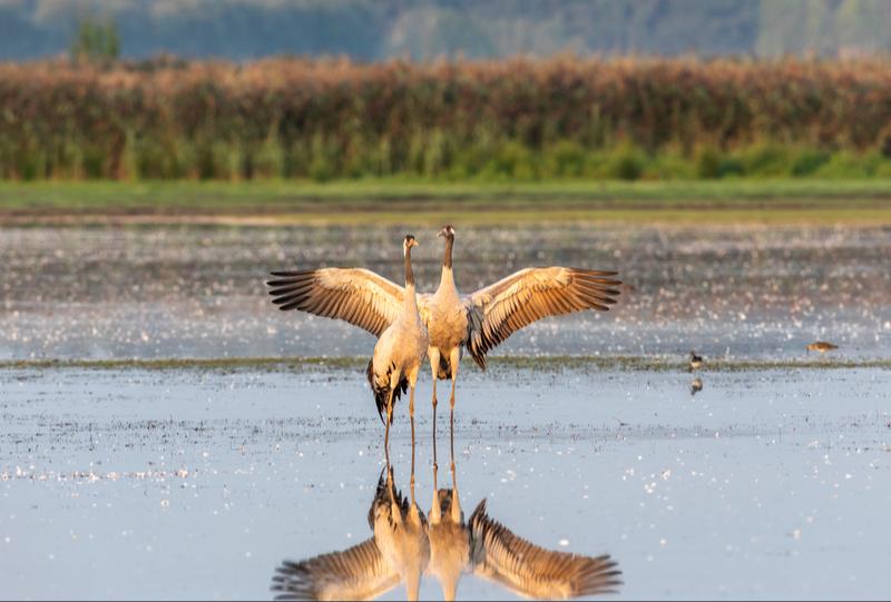 Die internationale Drehscheibe des Vogelzugs