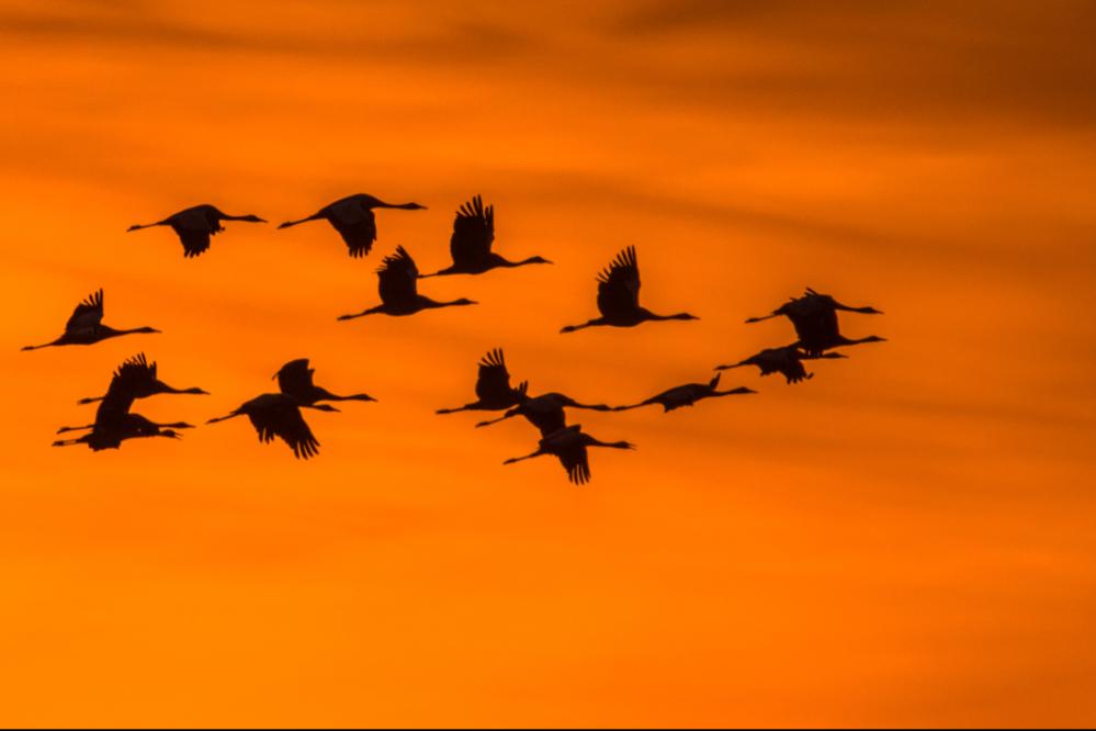 Als Gruppe fliegen Kraniche in der unverkennbaren V-Formation – mit einem erfahrenen Leitvogel an der Spitze und den Nachzüglern, welche vom Sog profitieren, den der Leitvogel mit seinem Flügelschlag erzeugt. Durch diese Flugformation sparen die Vögel bis zu einem Fünftel an Energie – ein entscheidender Vorteil auf ihrer beschwerlichen Reise.