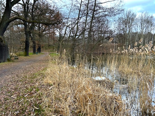 Am Horkaer Teich befinden sich brütende Schwäne direkt am Wegesrand.