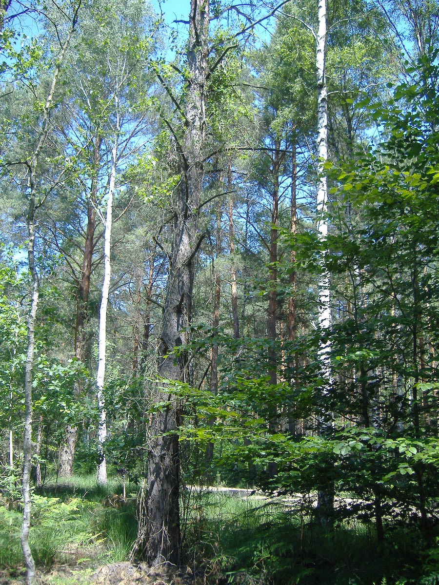 Moorwald
