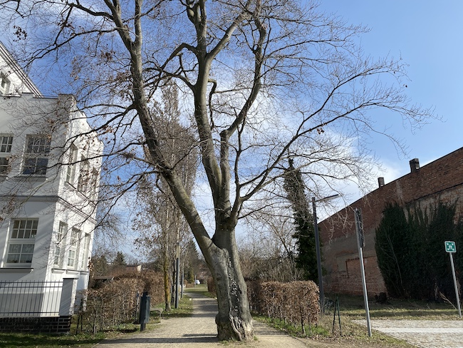 Fällung der Blutbuche ist unumgänglich