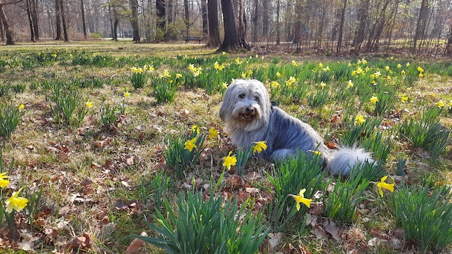 Beispielbild Hund im Wald