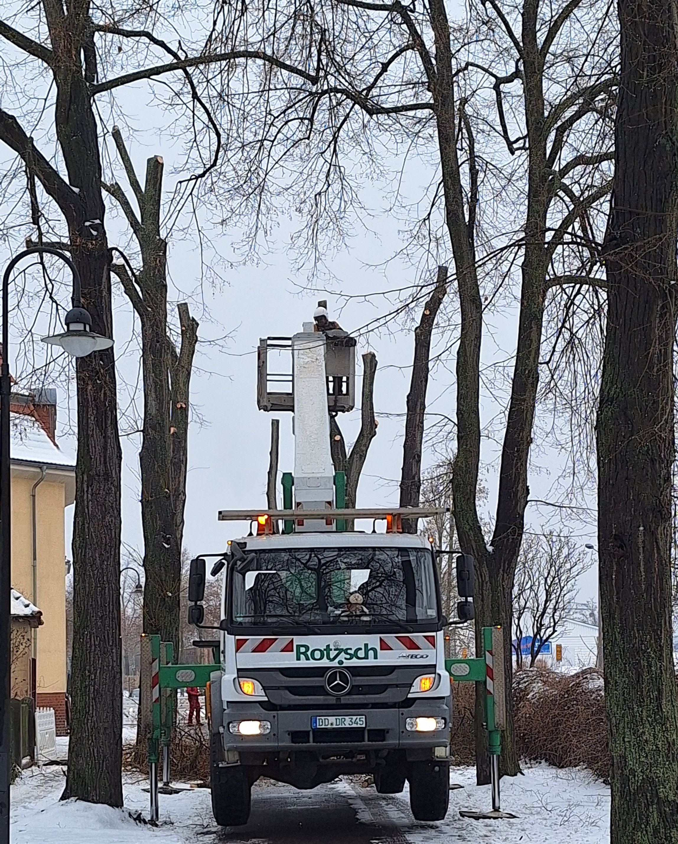 Start der Fällarbeiten am Mittwoch. Die letzten 26 Bäume des vierten Bauabschnittes fallen noch vor dem 28. Februar. So hält die Stadt Senftenberg die gesetzlichen Vorgaben zum Schutz brütender Vögel ein.