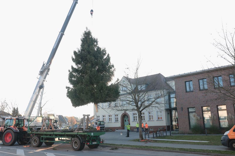 Der Weihnachtsbaum schwebt auf seinen Platz