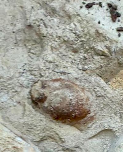 Die zu sprengende Weltkriegsbombe in Sergen bei Neuhausen /SPN