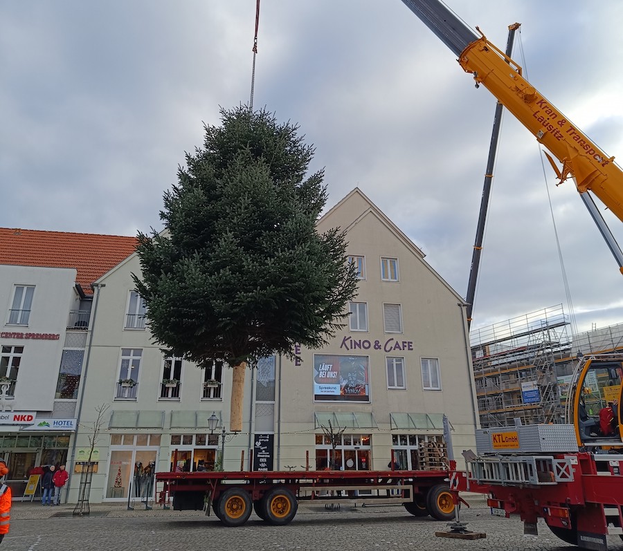 Ankunft des Weihnachtsbaumes 2024 auf dem Marktplatz in Spremberg