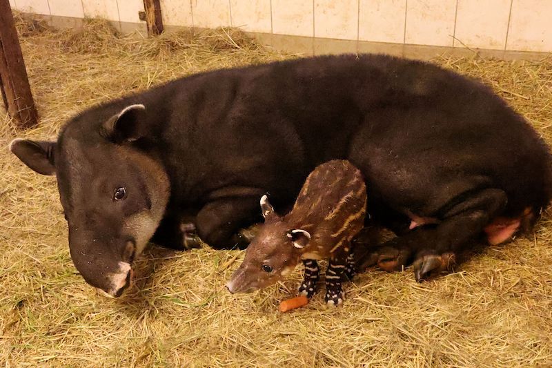 Mittelamerikanischer Tapir - Jungtier mit Mutter