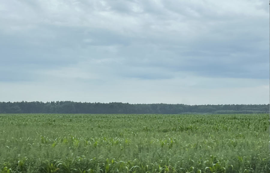 Ein Maisfeld in der Lausitz - Mitte Juli 2025