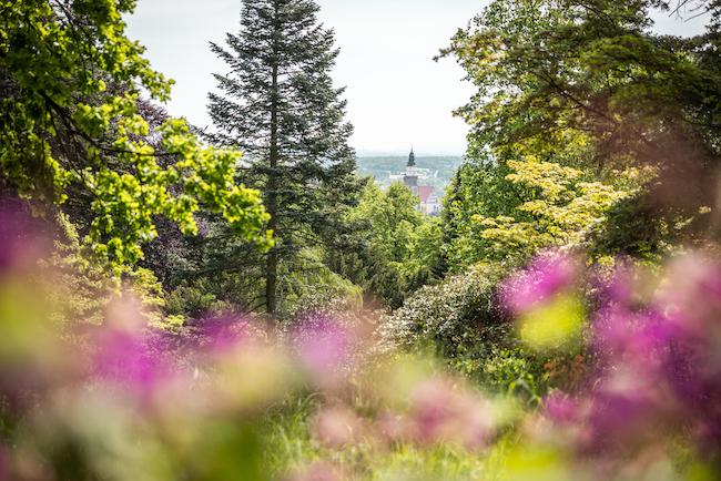 Der Hutberg in Kamenz mit seinen vielzählingen Rhododendren