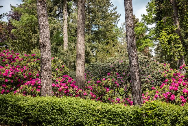 Der Hutberg in Kamenz mit seinen vielzählingen Rhododendren