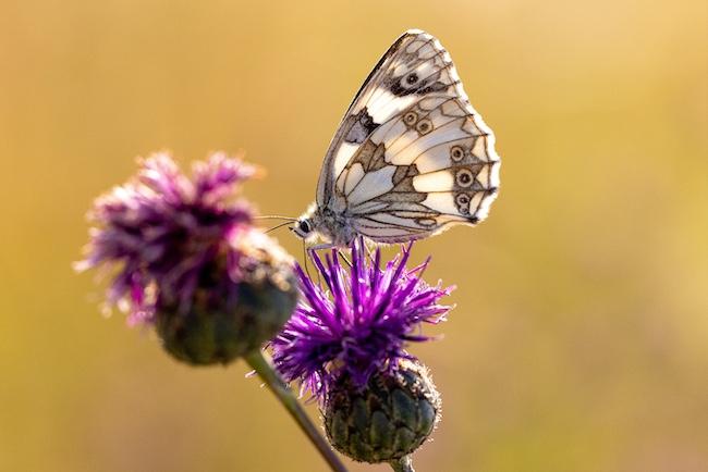 Frühlingserwachen im Naturpark Niederlausitzer Heidelandschaft