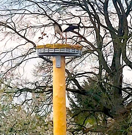 Die Störche sind wieder da
