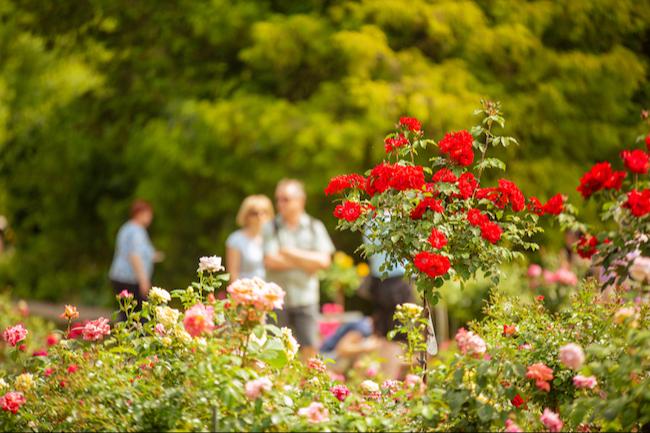 Im Rosengarten Forst