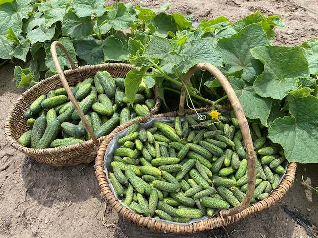 Ernstestart Spreewälder Gurken, Körbe voller Gurken vom Biohof Schöneiche