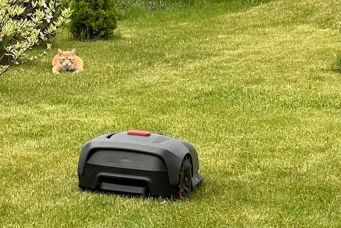 Mähroboter im Einsatz