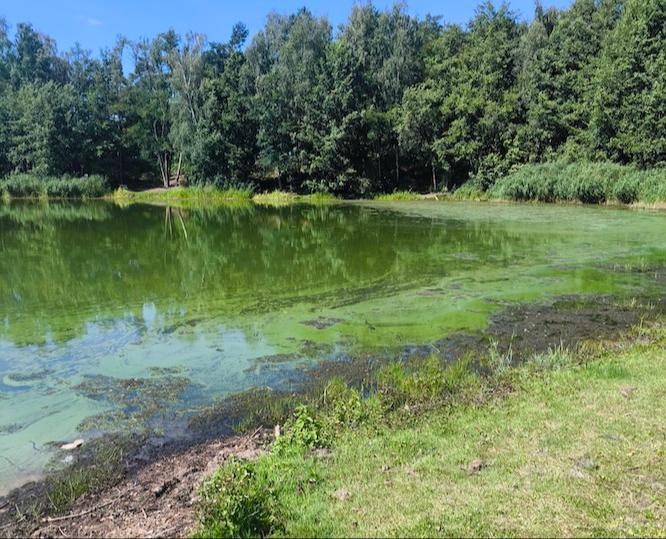 Blaualgen im Madlower See festgestellt