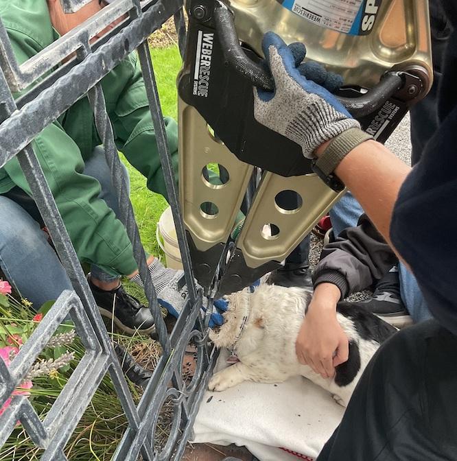 Feuerwehr befreit Hund in Cottbus