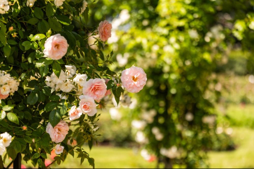 Impression aus dem Ostdeutschen Rosengarten in Forst (Lausitz)/Baršć (Łužyca)