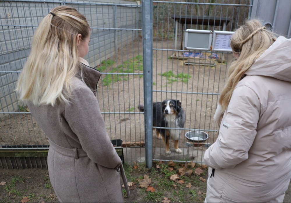 Tierheim Cottbus